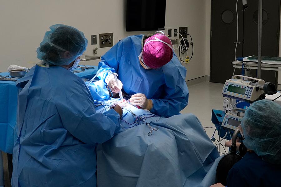 Soft Tissue Surgery Cornell University College of Veterinary Medicine